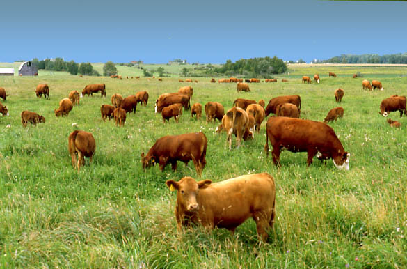 dobson-farm-pasture
